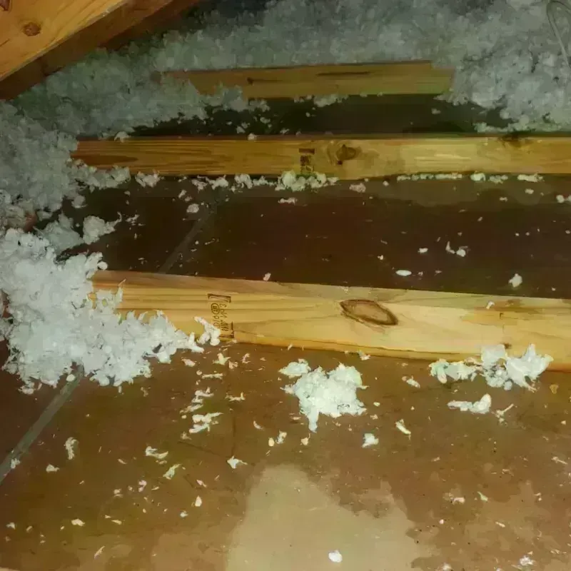 Attic Water Damage in Savannah, GA