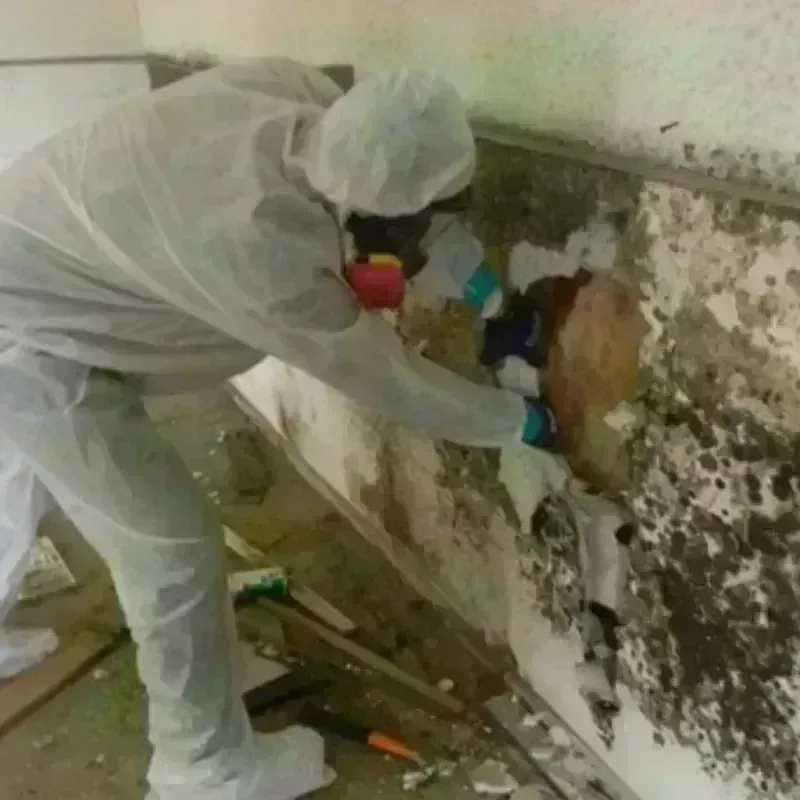 Mold Remediation and Removal in Savannah, GA